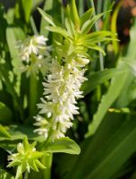 Eucomis Autumnalis